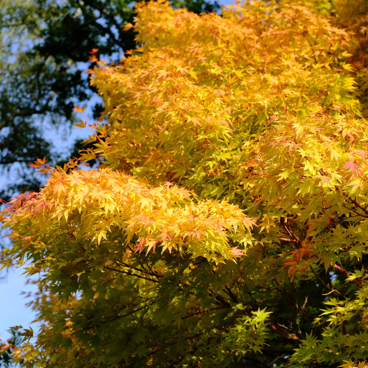 Coral Bark Japanese Maple tree in full autumn display, with golden-yellow and orange leaves contrasting against its distinctive red stems. The foliage is dense, with hints of sunlight filtering through, creating a warm, vibrant glow. The background of deep blue sky and green trees enhances the striking fall colors of the maple.