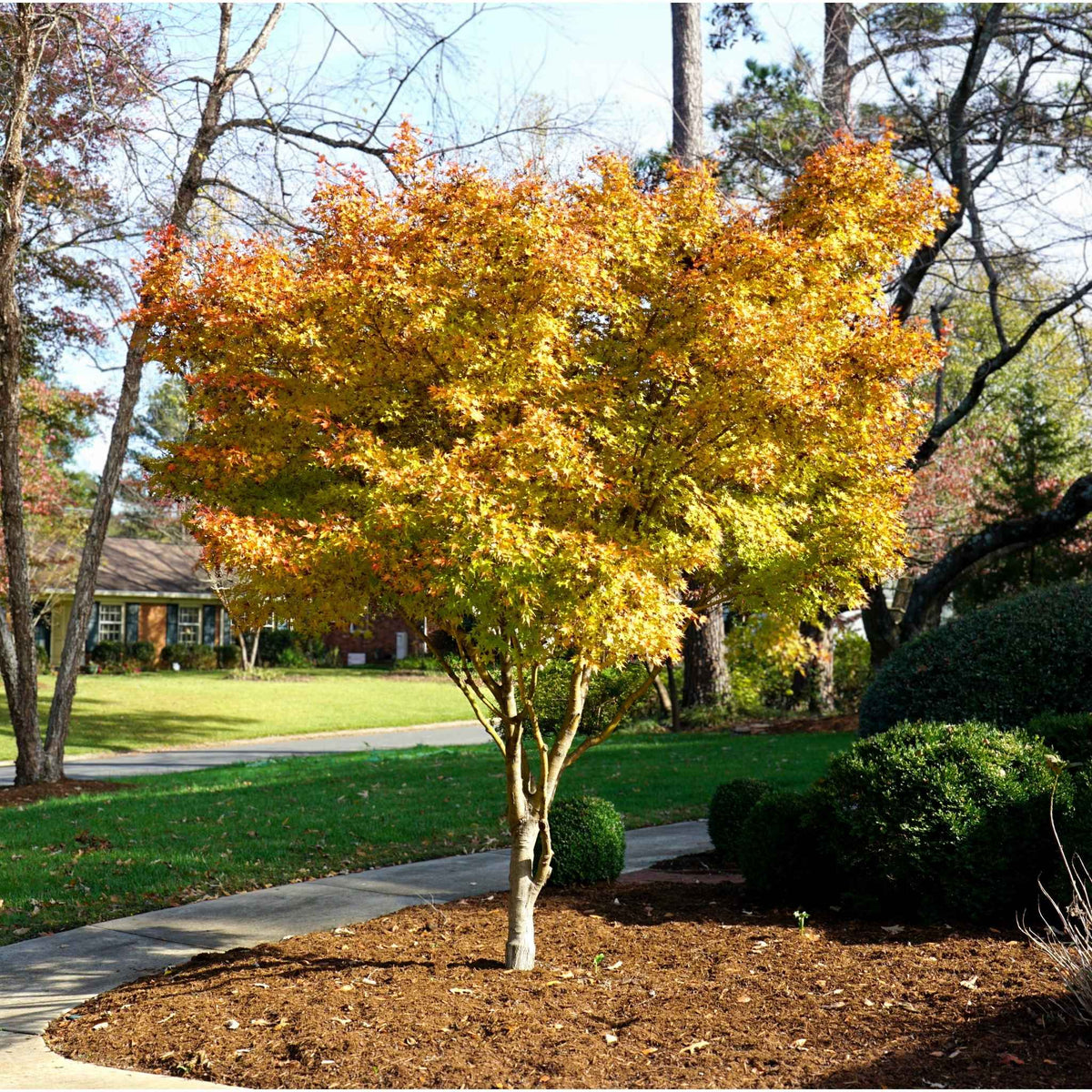 Coral Bark Japanese Maple Tree with Autumn yellow and orange colors adding a vibrant accent to a residential landscape mulch area.