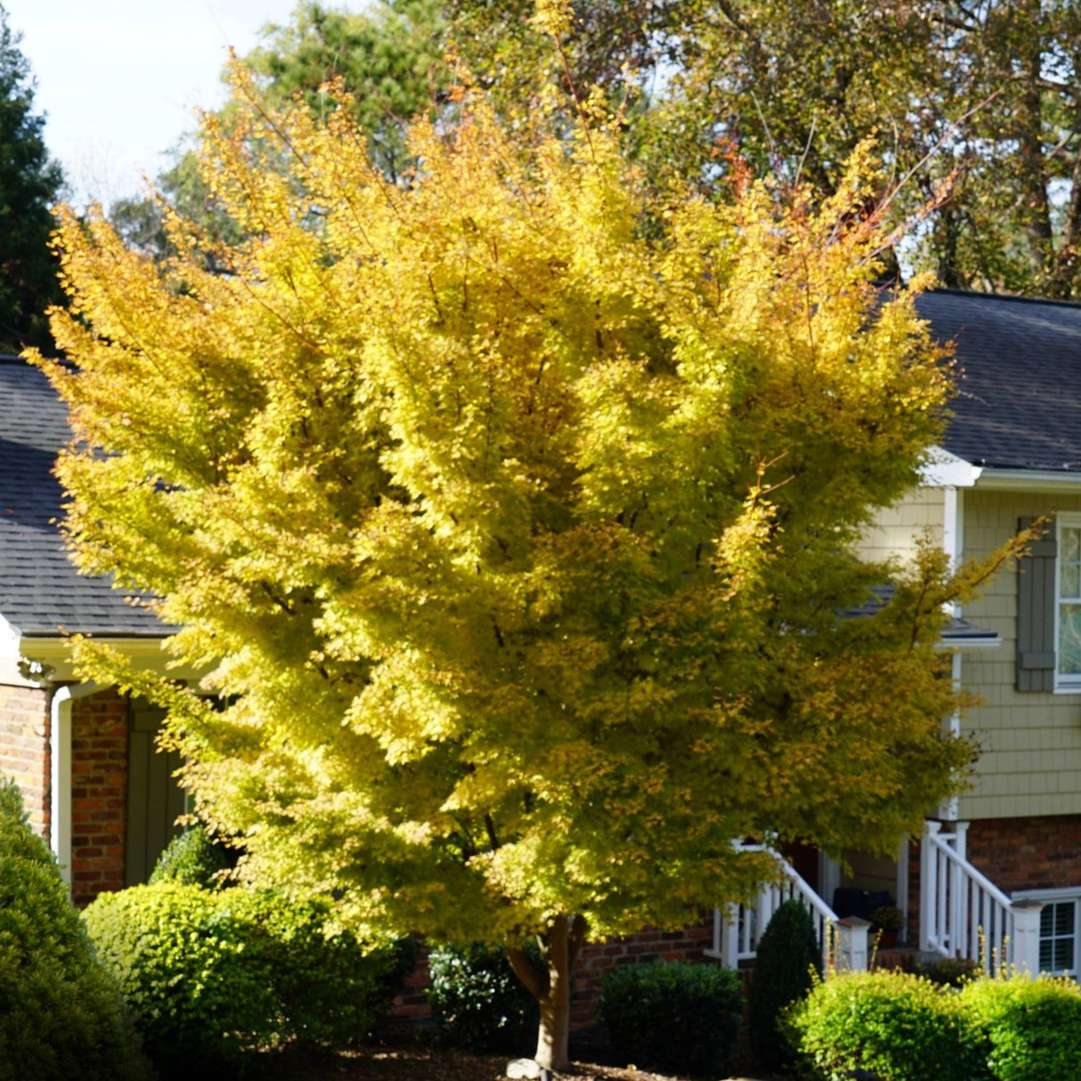 Vibrant yellow leaves with new growth growing from a beautiful unkept coral bark Japanese maple tree showing its beauty in even an unmanicured and low-maintenance form.