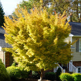 Vibrant yellow leaves with new growth growing from a beautiful unkept coral bark Japanese maple tree showing its beauty in even an unmanicured and low-maintenance form.