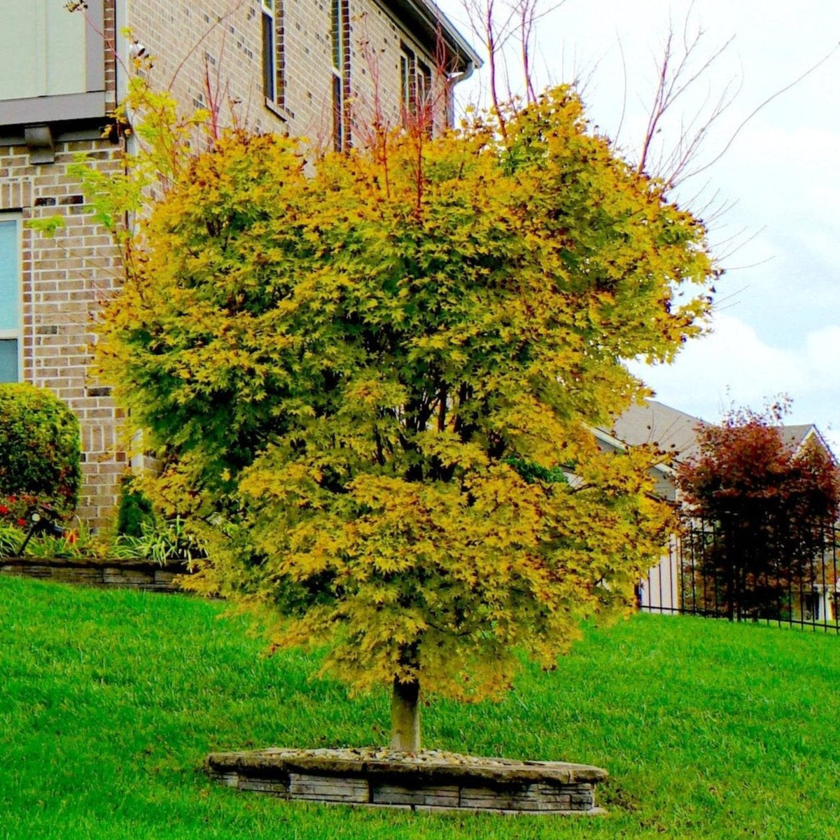Coral Bark Japanese Maple Tree