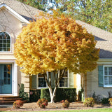 Coral Bark Yellow Japanese Maple Tree in front of a home as landscaping.
