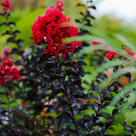 Thunderstruck™ Rumblin' Red™ Crapemyrtle - NationwidePlants.com  