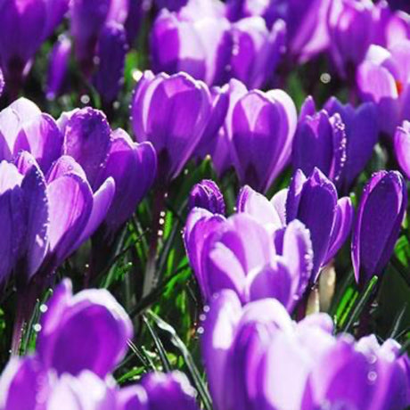 Close-up of vibrant purple Crocus Remembrance flowers in bloom.