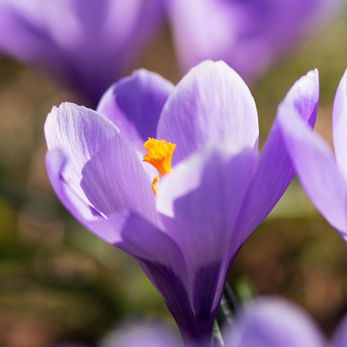 Picture of a crocus versus remembrance flower, which is a light purple flower with yellow center.