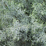 Close up view of the Arizona cypress, Carolina sapphire variety that shows green tips of the new growth contrast with the frosted seafoam green of the mature growth