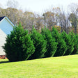 Row of Leyland Cypress Evergreen Privacy Trees in a Row giving privacy to backyard of home.