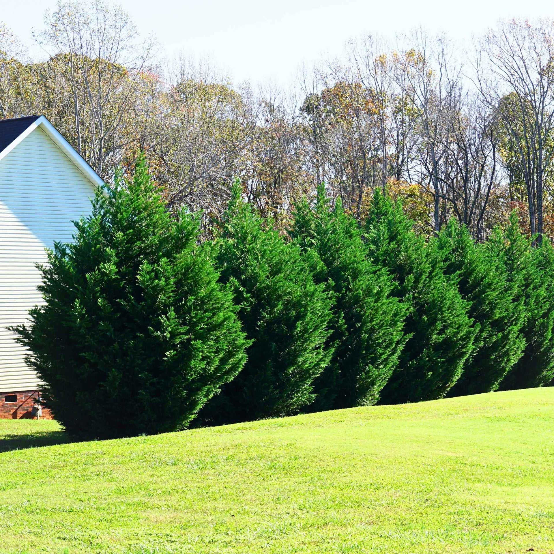 Leyland Cypress Trees – Fast-Growing Privacy Evergreens