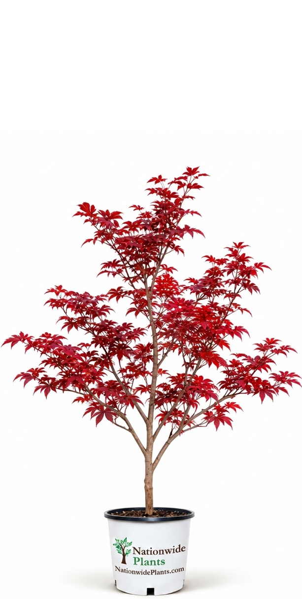 You Want Bloodgood Japanese Maples Grown by Experts