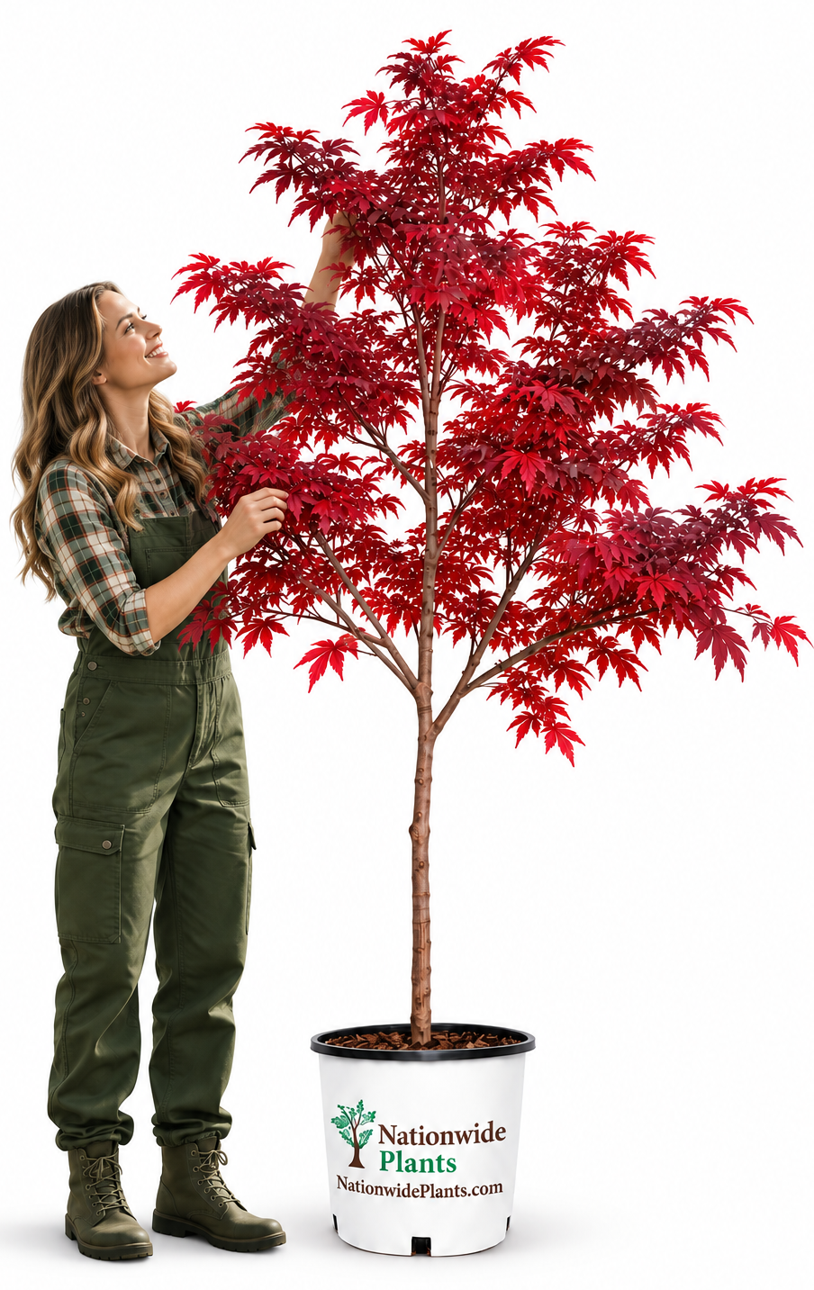 Beware- not all Bloodgood Japanese Maples are the same.
