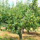 A mature D'Anjou pear tree with green foliage and numerous yellow-green pears.
