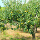 D'Anjou pear tree in an orchard with ripening fruit and green leaves.