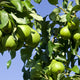 Multiple green pears growing in sunlight among vibrant leaves.