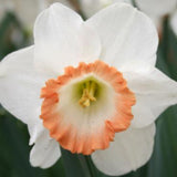 A close-up of a British Gamble daffodil bloom, featuring large white petals and a soft, peachy-pink ruffled trumpet. The delicate color contrast between the petals and the trumpet creates an elegant and striking appearance, highlighting the unique beauty of this daffodil variety.