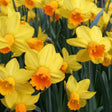 Bright yellow daffodils with orange trumpet-shaped centers in dense green foliage.