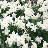 Dense cluster of white stainless daffodils with pale yellow centers and lush green leaves.