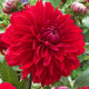 Bright red Dahlia pinnata 'Deutschland' bloom with layered petals and budding blooms in the background.