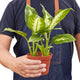 Dieffenbachia Carmille houseplant in 4 inch nursery planter on white background