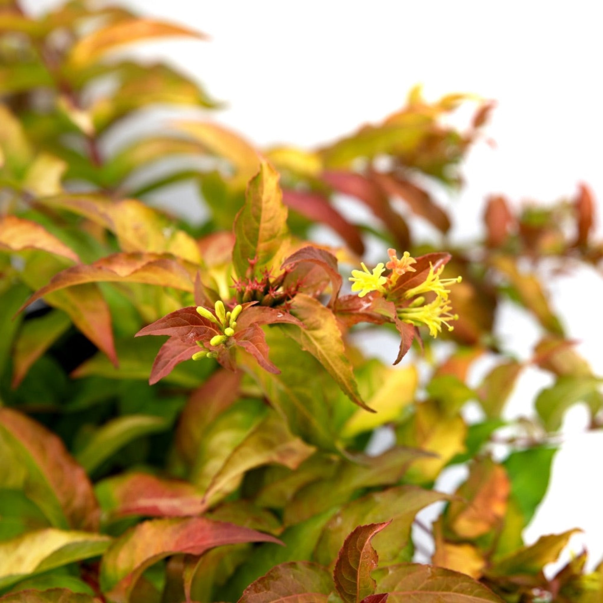 Bloomin' Easy Firefly Bush Honeysuckle - Thumbnail 5