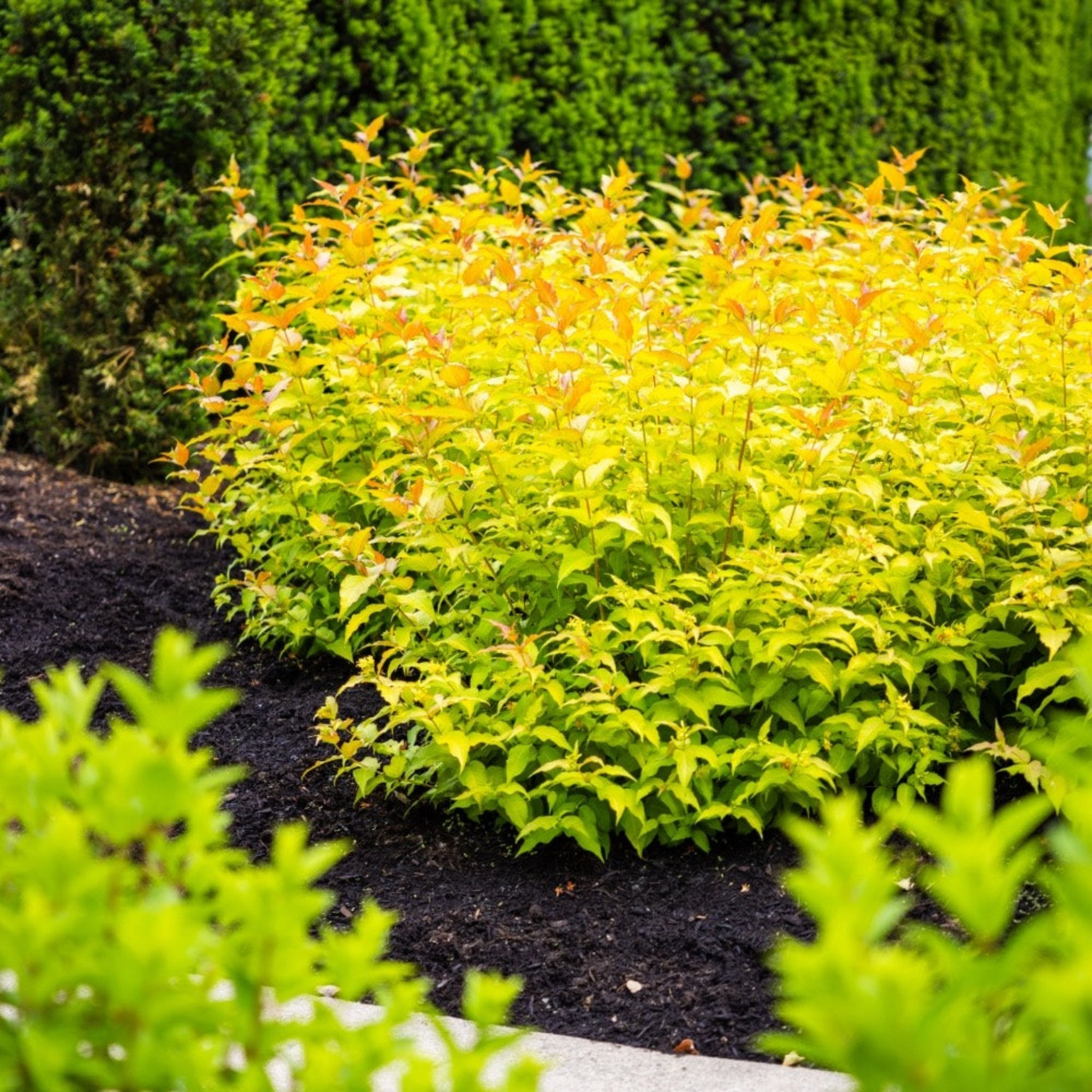 Bloomin' Easy Firefly Bush Honeysuckle - Thumbnail 2