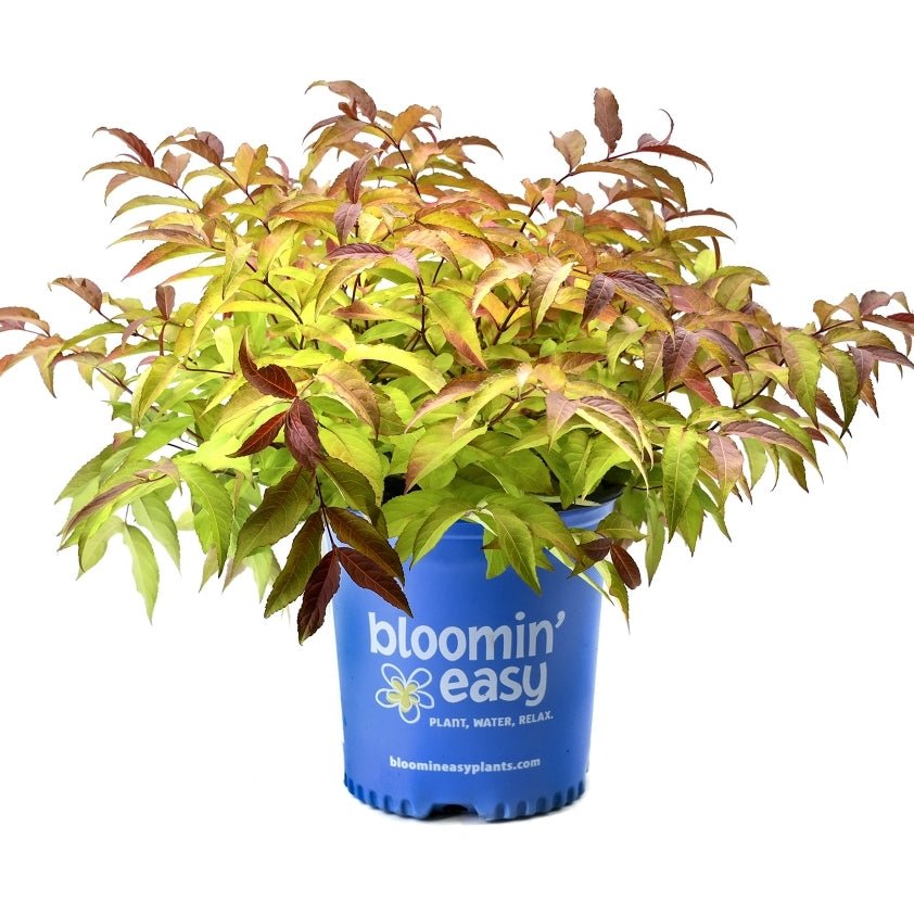 Bloomin' Easy Firefly Bush Honeysuckle