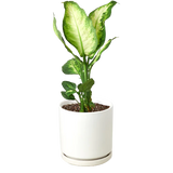 Dieffenbachia Camille