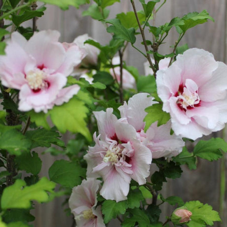 Close-up of a Double Pink Rose of Sharon shrub in full bloom, displaying soft pink flowers with layered petals and deep red centers. The blossoms are surrounded by lush green leaves, creating a beautiful contrast against a wooden fence background. .