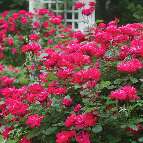 A garden filled with vibrant Double Knockout Rose bushes, each covered in dense clusters of bright pink-red blooms. The roses create a striking, colorful display against a backdrop of green foliage and a white trellis, adding structure and charm to the landscape.