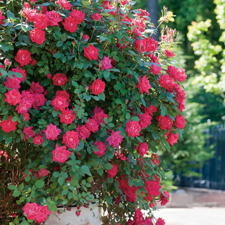 A lush Double Knockout Rose bush overflowing with clusters of vibrant red-pink blossoms, set against a background of rich green foliage. The dense, bushy growth displays an abundance of flowers, creating a vivid and colorful display in the garden. Sunlight filters through the leaves, highlighting the rose’s hardy, low-maintenance beauty, adding color and structure to the landscape.