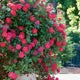 A lush Double Knockout Rose bush overflowing with clusters of vibrant red-pink blossoms, set against a background of rich green foliage. The dense, bushy growth displays an abundance of flowers, creating a vivid and colorful display in the garden. Sunlight filters through the leaves, highlighting the rose’s hardy, low-maintenance beauty, adding color and structure to the landscape.
