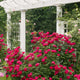 A vibrant Double Knockout Rose bush in full bloom with clusters of deep pink-red flowers, set against a lush green background. The bush is planted beside a white pergola structure, adding an elegant touch to the garden scene. The dense foliage and abundant blossoms showcase the landscaping accent.