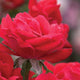 Close-up of a Double Knockout Rose in full bloom, showcasing layers of vibrant, velvety red petals with delicate water droplets. The flower’s rich color and lush texture stand out against a softly blurred background, emphasizing the beauty and fullness of this rose variety.