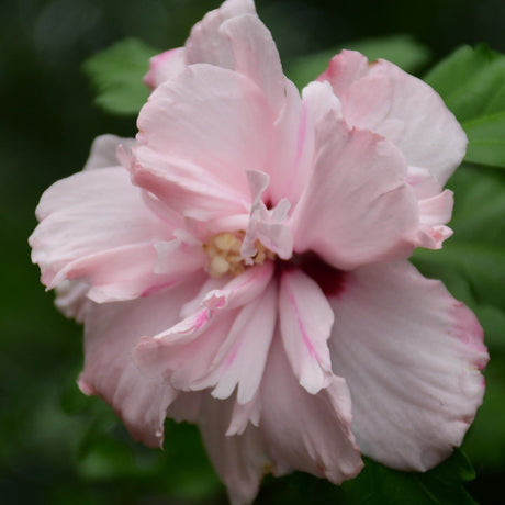 Close-up of a single Double Pink Rose of Sharon bloom, showcasing soft, layered pink petals with hints of darker pink near the center. The delicate petals are slightly ruffled, surrounding a pale, textured stamen. The flower stands out against a blurred green background, highlighting its beauty and intricate details.