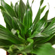 Dracaena Janet Craig houseplant foliage on a white background
