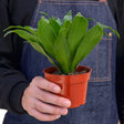 Dracaena Janet Craig houseplant in nursery pot being held by person in black shirt and denim apron