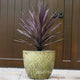Potted Bauer's Cordyline Palm with deep red and  burgandy foliage in a decorative planter on stone porch near a wooden door. 