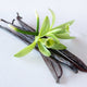 Dried Vanilla Beans on White Background