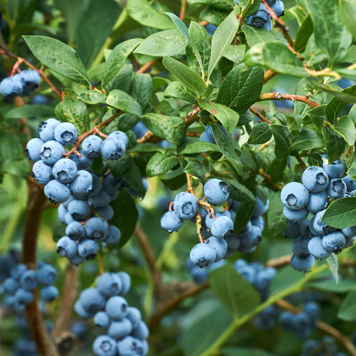 A Duke blueberry bush filled with large clusters of ripe, blue berries nestled among vibrant green leaves. The branches are heavy with the abundant fruit, and the soft light accentuates the rich, dusty blue color of the berries. The image captures the bush’s productivity and freshness, showcasing the Duke variety's appeal for gardens and orchards.