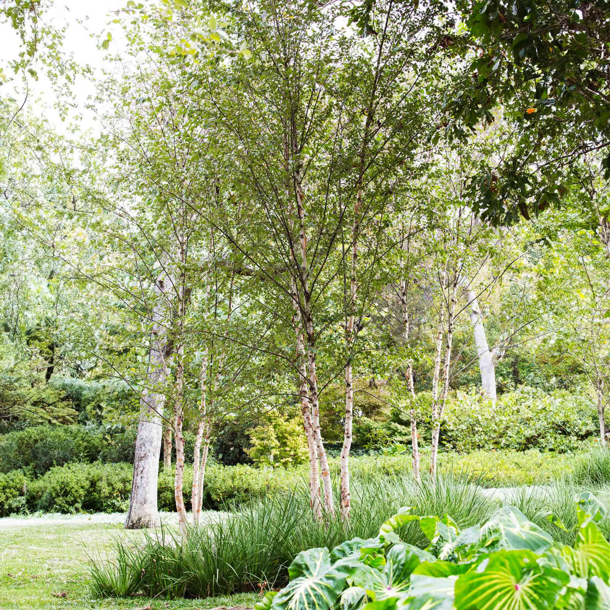 A group of Dura Heat Birch trees stands gracefully in a landscaped garden surrounded by lush greenery. The trees’ slender trunks with light-colored, slightly peeling bark rise into a canopy of delicate green leaves. Other trees and plants in the background add layers of depth and texture, creating a serene, natural setting. The foreground features large leafy plants, enhancing the garden's rich, diverse foliage.