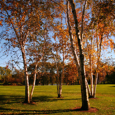 A cluster of Dura Heat Birch trees in autumn, with white trunks and branches adorned with golden-orange leaves. 