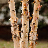 Close-up of the trunks of a Dura Heat Birch tree, displaying light-colored, peeling bark in shades of creamy white and cinnamon. The bark flakes off in layers, adding texture and visual interest. The trunks are shown in a cluster, typical of this birch variety, with a blurred natural background, highlighting the tree’s ornamental appeal in landscaping.