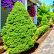 Neatly trimmed Dwarf Alberta Spruce trees with dense green foliage line a garden path near a house.