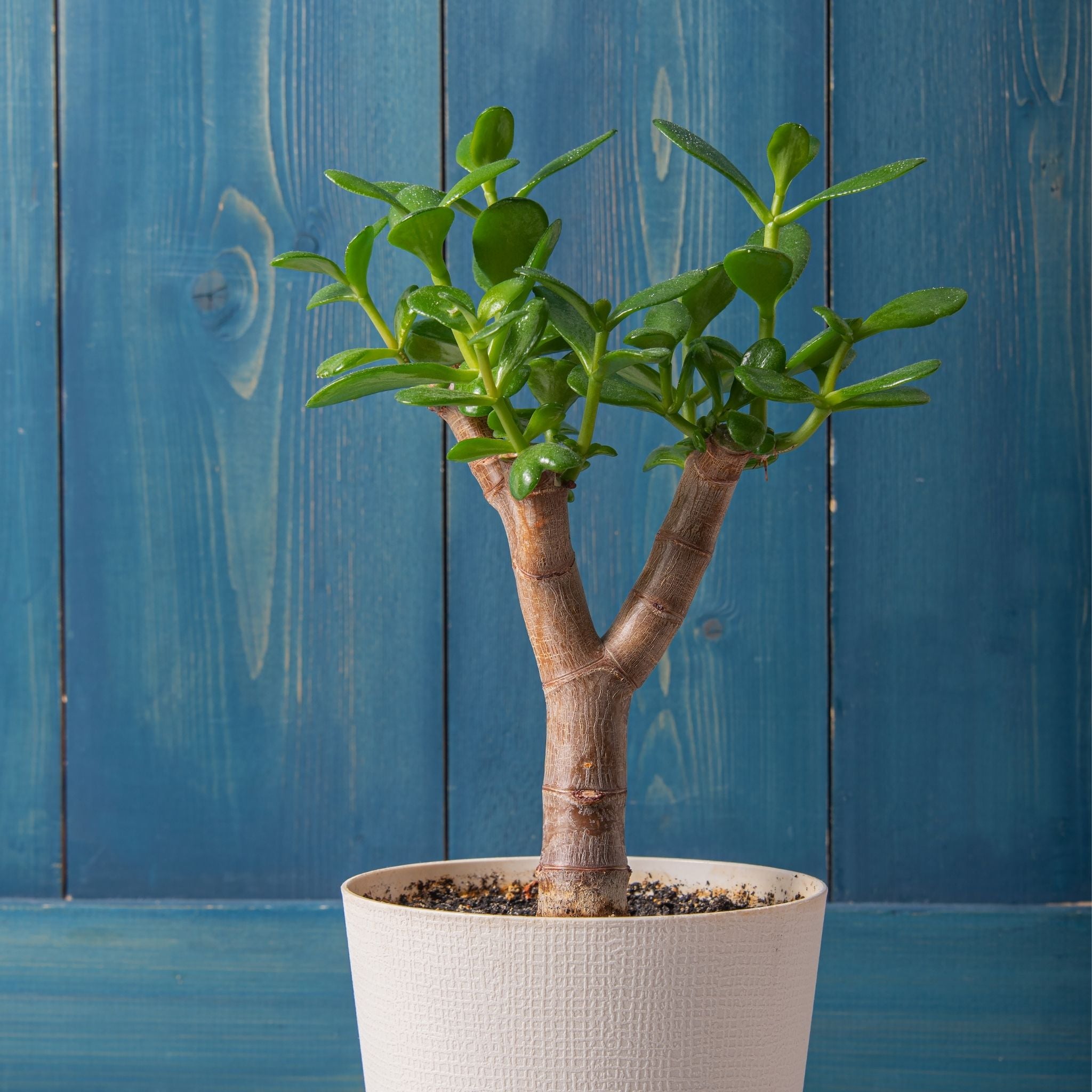Dwarf Jade Bonsai – Low-Maintenance & Pet-Friendly