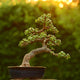 A Dwarf Jade Bonsai with a curved trunk in a dark pot, backlit by sunlight.