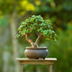 A compact Dwarf Jade Bonsai with dense foliage in a small round pot on a wooden surface.