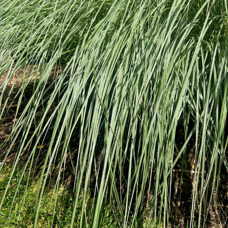 Dwarf Maiden Grass 'Yakushima' growing in a mulch bed.