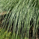Dwarf Maiden Grass 'Yakushima' growing in a mulch bed.