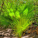 Dwarf Palmetto Tree with vibrant green, fan-shaped leaves growing in a shaded garden with soil and foliage.