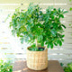 Schefflera Arboricola, dwarf umbrella tree, sitting on a table in a Ratan basket with a white wooden semi-privacy wall in the background