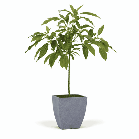 Cold Hardy Avocado Tree hide